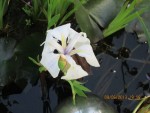 iris d'eau x.jpg