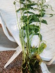 Plante01.jpg