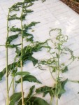 Plante02.jpg