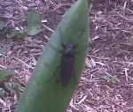 IMG-20130506-00322.jpg