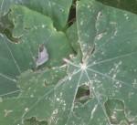 IMG-20130602-00381.jpg