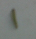 IMG-20130605-00382.jpg