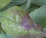IMG-20130605-00384.jpg