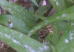 IMG-20130605-00386.jpg