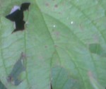 IMG-20130605-00387.jpg