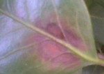 IMG-20130605-00390.jpg