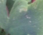 IMG-20130605-00391.jpg