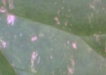 IMG-20130605-00392.jpg