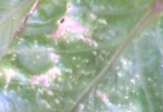 IMG-20130605-00394.jpg