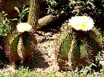 DSC00602.JPG