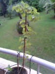 2013-06-09 15.58.28.jpg