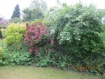enfin tout fleuri x.jpg