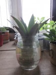 trempette depuis 15 jours sur un radiateur