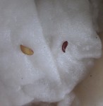deux petites graines découvertes dans l'ananas ( marron j'avais lu ça déjà mais blanche ?)