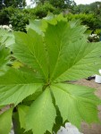 jardin,nanou 003 (480x640).jpg