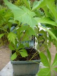 jardin,nanou 004 (480x640).jpg