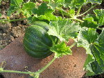 melon