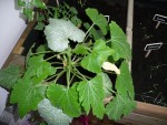 Courgette