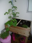 Mon potager