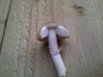 Champi du jardin 3 resizé.jpg