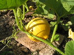 potimarron