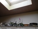 DSCN6915.JPG