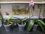 DSCN6908.JPG