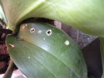 DSCN6909.JPG