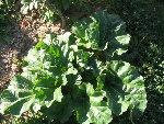 rhubarbe