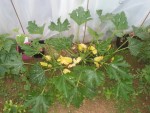 20130608_202953.jpg