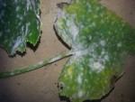 20130614_204817.jpg