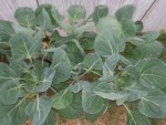 20130608_202959.jpg