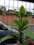 plante 1.jpg