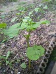 IMG-20130615-00441.jpg