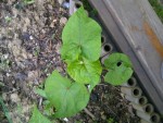 IMG-20130615-00442.jpg