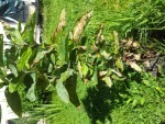 20130616_095244.jpg