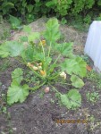 courgettes x.jpg