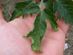 DSCF2642.JPG