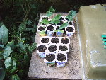Le 07-26-2008 001.jpg