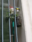 Pois de senteur<br />je voudrais qu'ils recouvrent la balustrade