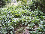 Le 07-26-2008 021.jpg