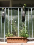 Balconnière avec plantes champêtres un iris, de la menthe, des cosmos<br />Dans les bouteilles des tournesols