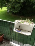 Balconnière avec une pomponette et de la sauge ainsi que des echeverias<br />et le coin &quot;sale&quot; de nos cigarettes