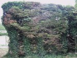 DSCF2489.jpg