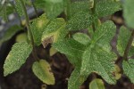 Petits points jaunes sur menthe en pot