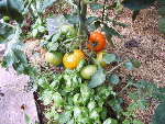 Tomate + basilic