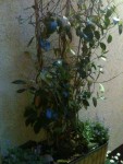 Voila la plante