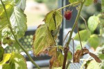 Feuilles et tiges de framboisiers dessechés
