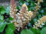 DSC01225.JPG