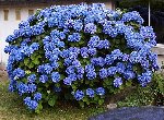 Hortensia cuisine.jpg